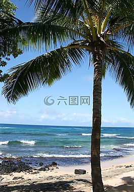 夏威夷,考艾島,棕櫚樹
