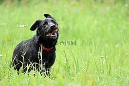 狗,黑,小狗