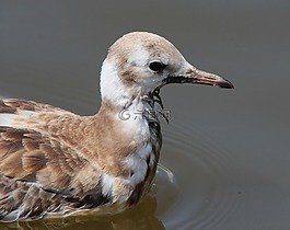 嘴鸥,海鸥,chroicocephalus ridibundus