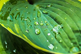 植物區(qū)系,自然,葉