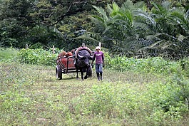農(nóng),字段,購物車