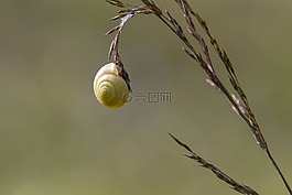 蝸牛,檸檬蝸牛,性質(zhì)