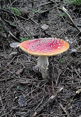飛木耳,明亮的紅色,平