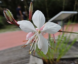 白花,花园tulln的,娇小