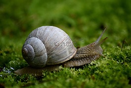 蝸牛,苔,螺旋