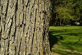 樹皮,樹,公園