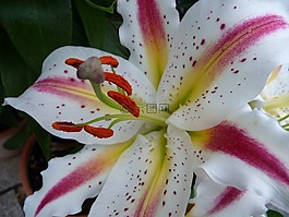 花,關(guān)閉,廠