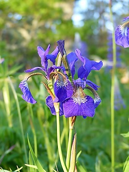 虹膜,鲜花,蓝色