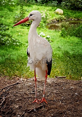 鸛,羽毛,鳥(niǎo)