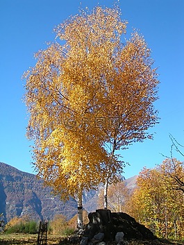 樺木,秋,山