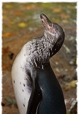 企鵝,享受,鳥