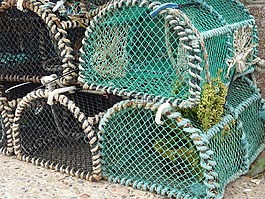 龍蝦籃子,捕魚,菲舍爾