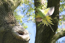 長尾小鸚鵡,鳥,阿姆斯特丹