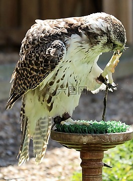吉爾獵鷹,捕食鳥,獵物