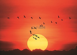加拿大鵝,飛行,形成