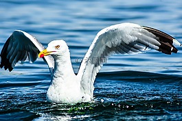 海鷗,鳥,水禽