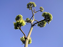 植物,天空,云