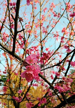 櫻花,花卉,櫻桃