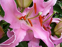 花,廠,性質(zhì)