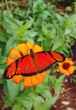 蝴蝶,性質(zhì),花園