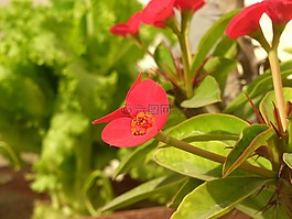 花的,花園,花