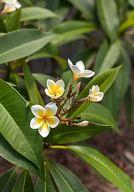 frangipanni花,皇后花園,昆士蘭湯斯維爾