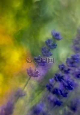 性质,紫,黄色