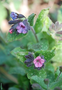 紫,花,紫色的小花