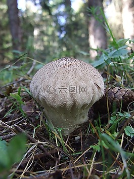 馬勃,蘑菇,科姆洛什考