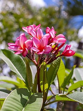 frangipanni花,粉紅和白色的花,皇后花園
