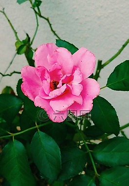 羅莎,花卉,性質(zhì)