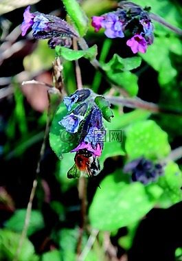 紫,開(kāi)花,花