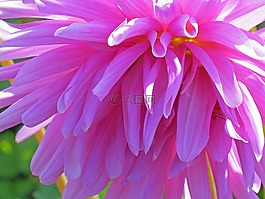 花,開花,廠