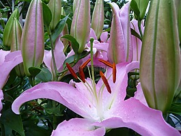 百合花,鲜花,开花