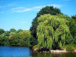公園,湖,樹
