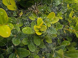 蜘蛛,花園,蜘蛛網(wǎng)