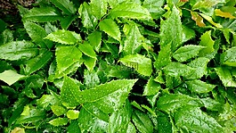 葉子,雨,細雨