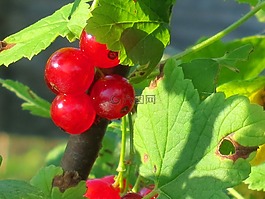 黑醋栗,紅色,漿果