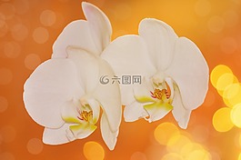 蘭花,鮮花,花