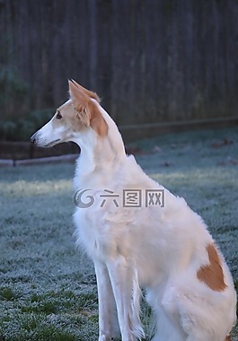俄羅斯獵狼犬,拉布拉多獵犬,品種