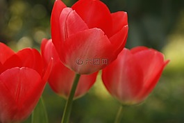 郁金香,紅色,開放