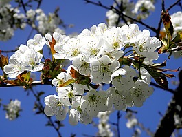 櫻桃,開花,櫻花