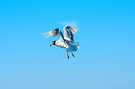 海鷗,鳥(niǎo),關(guān)閉