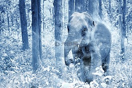 象,雪,藝術