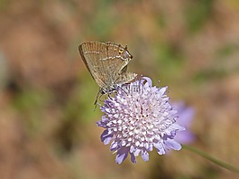 satyrium esculi,野生花卉,libar