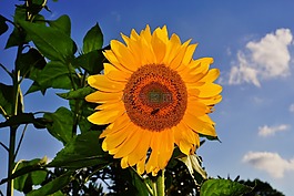 花,開花,太陽花