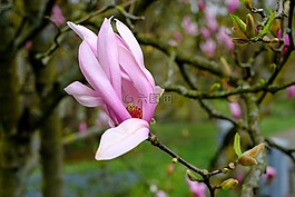 玉蘭,開花,粉紅色