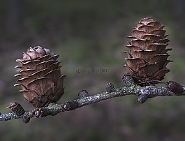 自來水,落葉松,落葉松球果
