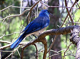 藍鳥,野生動物,樹