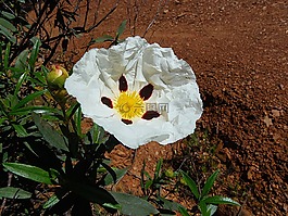 花,jara,灌木
